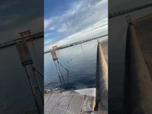 釣りしに弁天島きたらまた絡まったwwwww