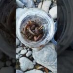 釣り『今日のヒロイン【ドバミミズ】と適当に鈴』