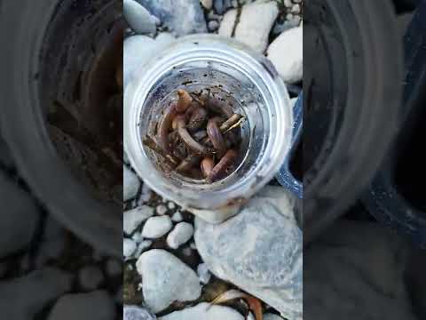 釣り『今日のヒロイン【ドバミミズ】と適当に鈴』