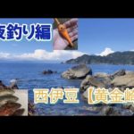 NO.40 西伊豆【黄金崎】後編　夜釣り実釣編　夜釣りは頻繁にアタリあるも大物釣れず　2022年9月上旬
