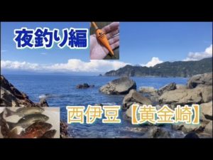 NO.40 西伊豆【黄金崎】後編　夜釣り実釣編　夜釣りは頻繁にアタリあるも大物釣れず　2022年9月上旬