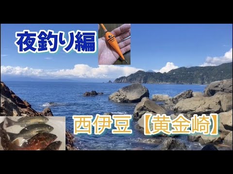 NO.40 西伊豆【黄金崎】後編 夜釣り実釣編 夜釣りは頻繁にアタリあるも大物釣れず 2022年9月上旬