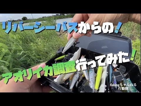 【石川県 釣り】濁りのリバーシーバスからのアオリイカの新子調査!