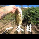 【茨城バス釣りポイント】境町　中央排水路爆釣！減水時の破壊力！バス釣れるとこ教えますシリーズ【バス釣りポイント】