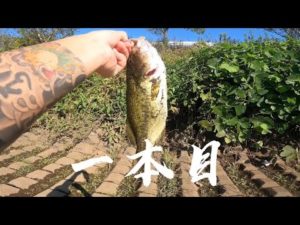 【茨城バス釣りポイント】境町 中央排水路爆釣!減水時の破壊力!バス釣れるとこ教えますシリーズ【バス釣りポイント】