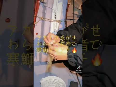 《わらしべ長者釣り》アカイカ泳がせで寒鰤キャッチ！ 【TikTok】 #shorts