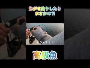 泳がせ釣りして根がかりかと思ってたら高級魚がついてた🫣🫣#shorts ＃泳がせ釣り#釣り