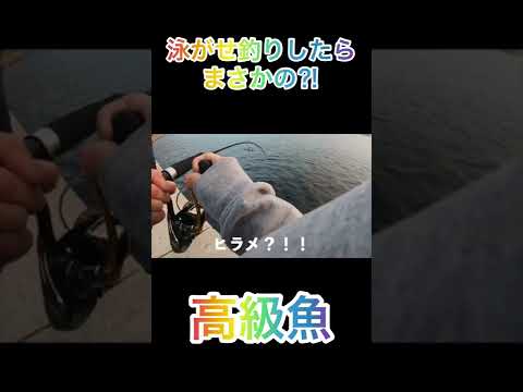 泳がせ釣りして根がかりかと思ってたら高級魚がついてた🫣🫣#shorts ＃泳がせ釣り#釣り