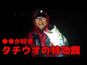 タチウオ釣りに使うエサははとにかく●●が良いらしい！これで釣れなきゃタチウオがいないと言っていい！