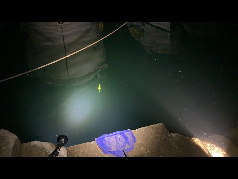 【ライブ】週末の夜釣り【目標アジ20匹】