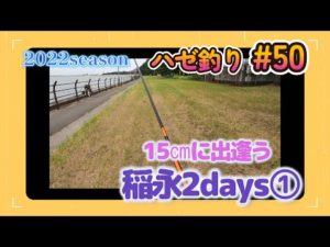 2022年【ハゼ釣り#50】9月16日‗良型と戯れる稲永チャレンジ2days!1日目‗釣果情報