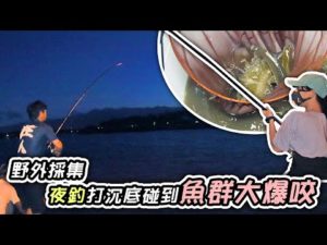 【跟我去釣魚】夜間採集 夜釣打沉底竟然碰到大咬! 野生的烏魚能取出烏魚子嗎? 【夜のボラ釣りでカラスミは取れる？】