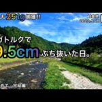 【鮎釣り】大鮎を求めて！完結編｜白川（岐阜県）｜2022.9.18｜今後は「尺鮎を求めて」の予定【友釣り】