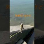 ハゼ釣り（釣り部）short #shorts #釣り #川