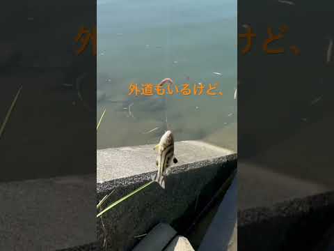 ハゼ釣り（釣り部）short #shorts #釣り #川