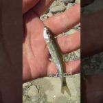 【釣りぶら散歩。】多摩川 狛江で小物釣り。【淡水】#shorts