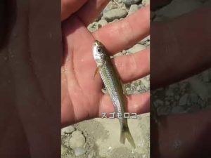 【釣りぶら散歩。】多摩川 狛江で小物釣り。【淡水】#shorts