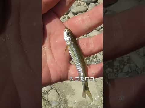 【釣りぶら散歩。】多摩川 狛江で小物釣り。【淡水】#shorts