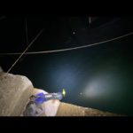 【LIVE】アジ釣りからの泳がせてスズキ釣るだけのライブ