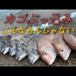 有名離岸堤でカゴぶっ込み釣り#カゴ釣り #カゴぶっ込み#遠投カゴ釣り#離岸堤