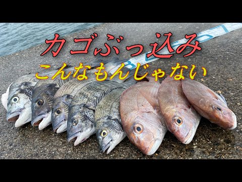 有名離岸堤でカゴぶっ込み釣り#カゴ釣り #カゴぶっ込み#遠投カゴ釣り#離岸堤