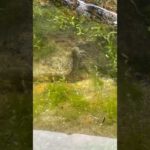 磯で釣りしてたら、足場の水溜まりに可愛いやつがいた#shorts#釣り#かわいい