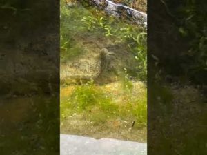 磯で釣りしてたら、足場の水溜まりに可愛いやつがいた#shorts#釣り#かわいい