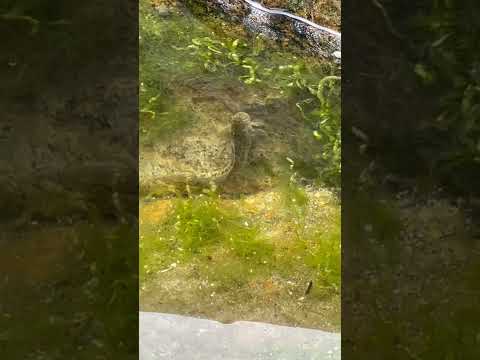 磯で釣りしてたら、足場の水溜まりに可愛いやつがいた#shorts#釣り#かわいい