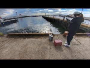 近くの港でフカセ釣りしてみた。