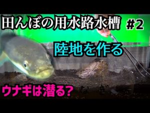 ウナギの行動はコレで制限できる…？【田んぼアクアテラリウムその２】
