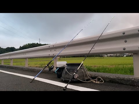 【うなぎ釣り】シーズン終盤のうなぎ釣り。＃eelfishing