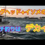 ジグヘッド+イソメのヘチ釣りはデカイ 知多半島