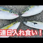 【投げれば釣れる】最強のルアー、バイブレーション！！見える範囲全員竿曲がる激熱の夜明け【ショアジギング】