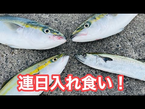 【投げれば釣れる】最強のルアー、バイブレーション!!見える範囲全員竿曲がる激熱の夜明け【ショアジギング】