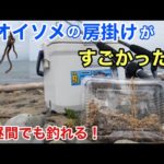 「アオイソメの房掛け」でぶっこみ釣りをしたら激アツな釣果だった…