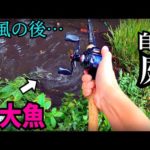 台風の後は庭の水路に大きな魚がやってきます。