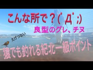 【釣り】紀北の一級ポイント　良型のグレ、チヌが簡単に釣れる？