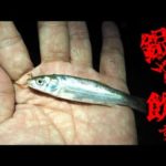 銀兵（ウグイ）の泳がせ釣りでメーターオーバーの●●が釣れる