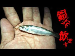 銀兵（ウグイ）の泳がせ釣りでメーターオーバーの●●が釣れる