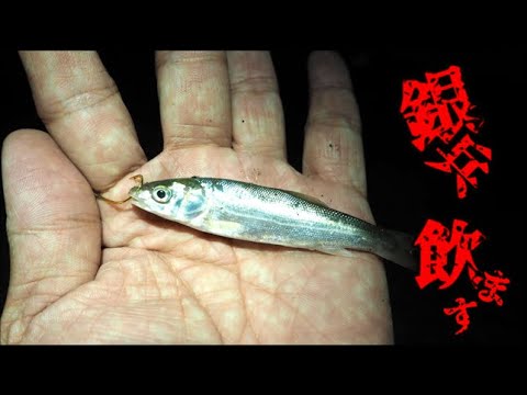 銀兵（ウグイ）の泳がせ釣りでメーターオーバーの●●が釣れる