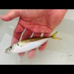 【水深3mの港にいた魚】食べたらやばかった。釣り人皆んな見て下さい。