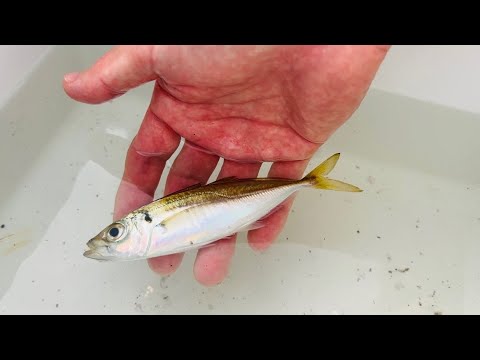 【水深3mの港にいた魚】食べたらやばかった。釣り人皆んな見て下さい。
