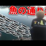 堤防の先にある魚の通り道で釣りをしてみたら・・・！？