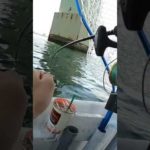 初めての釣り方したらパッケージ通りの釣果になった#shorts#釣り#落とし込み釣り