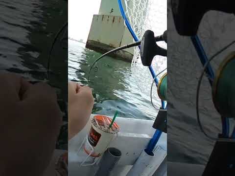 初めての釣り方したらパッケージ通りの釣果になった#shorts#釣り#落とし込み釣り