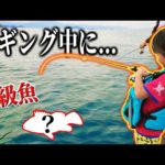 【釣り】エギングしてたら、まさかの高級魚が釣れた！！