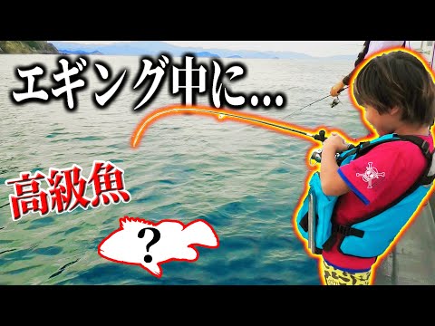 【釣り】エギングしてたら、まさかの高級魚が釣れた！！