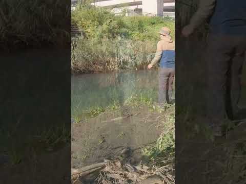 【釣りぶら散歩。】横浜市都筑区 センター南 早淵川で小物釣り。【淡水】#shorts