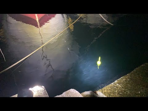 【ライブ】夜の港でアジ釣りするライブ
