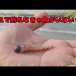 ジグヘッドにイカを付けると大物が簡単に釣れる魔法の仕掛けになる
